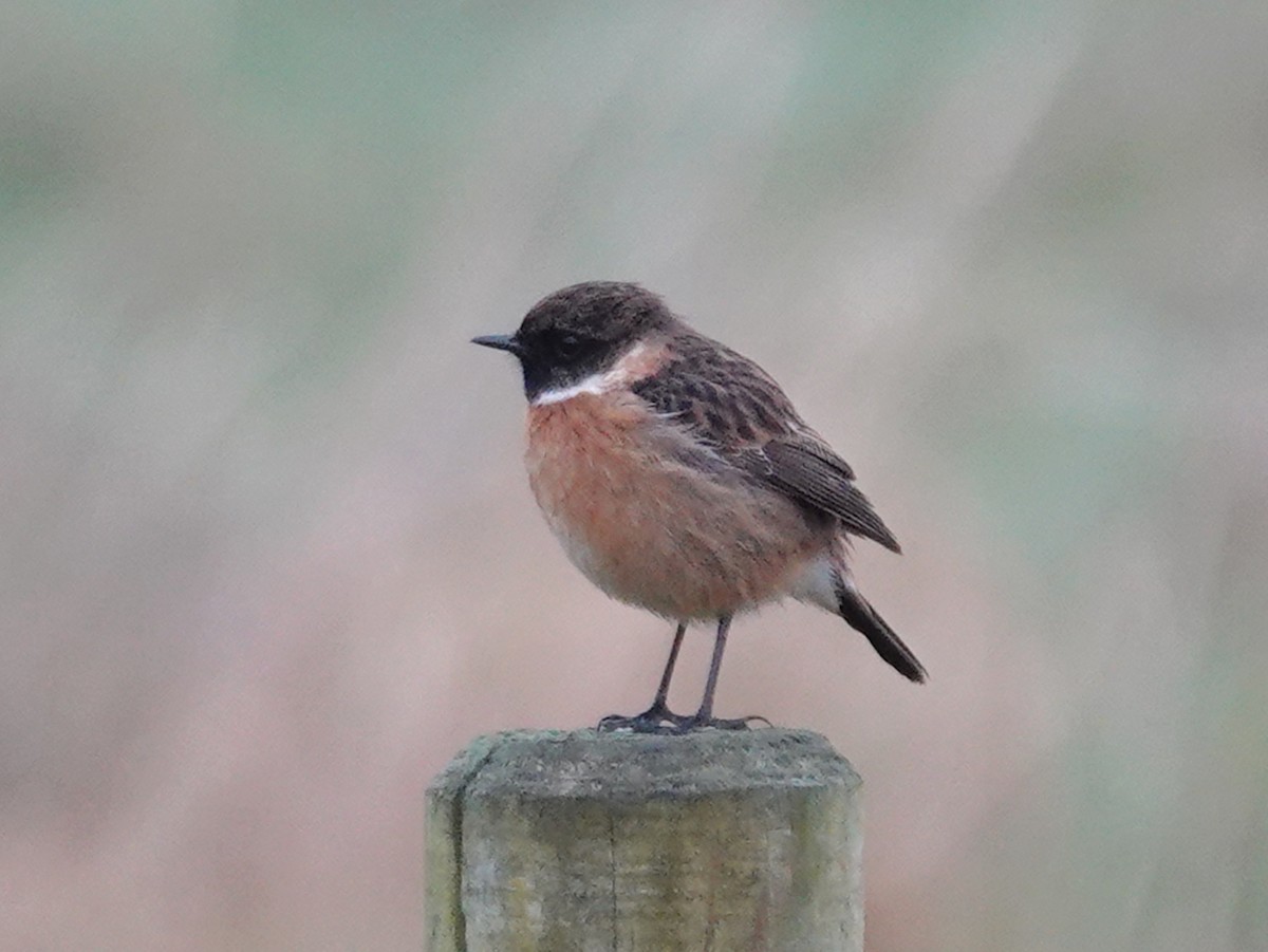 European Stonechat - ML613972933