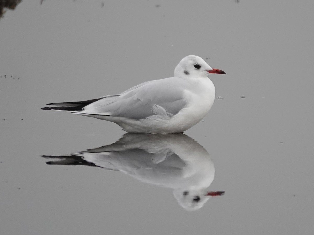 Black-headed Gull - Barry Reed