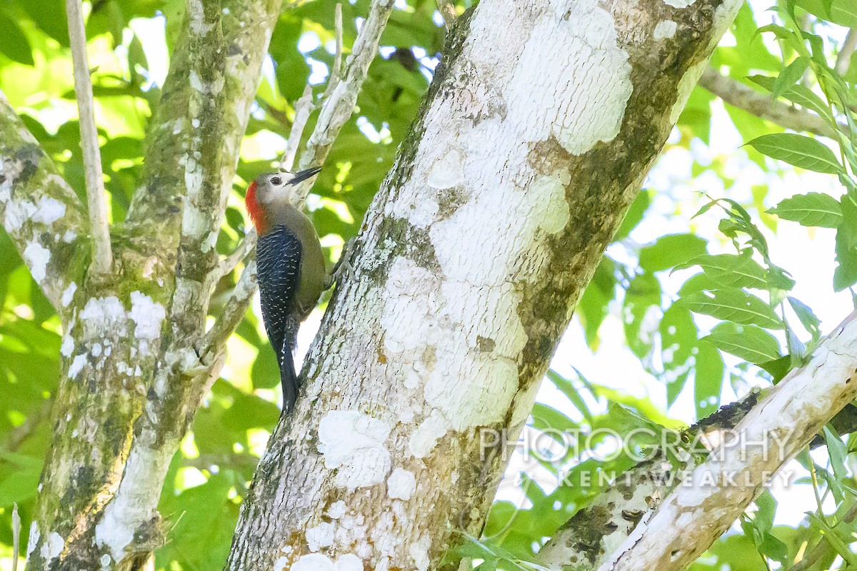 Jamaican Woodpecker - ML613972943