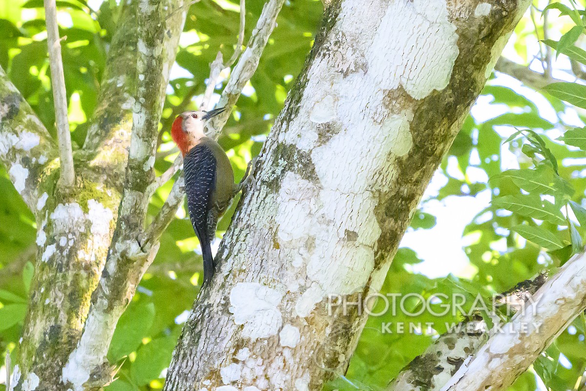 Jamaican Woodpecker - ML613972945