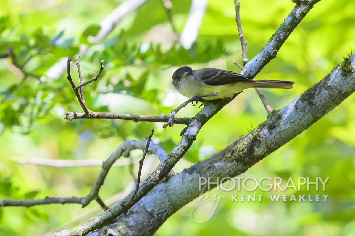 Sad Flycatcher - ML613972989