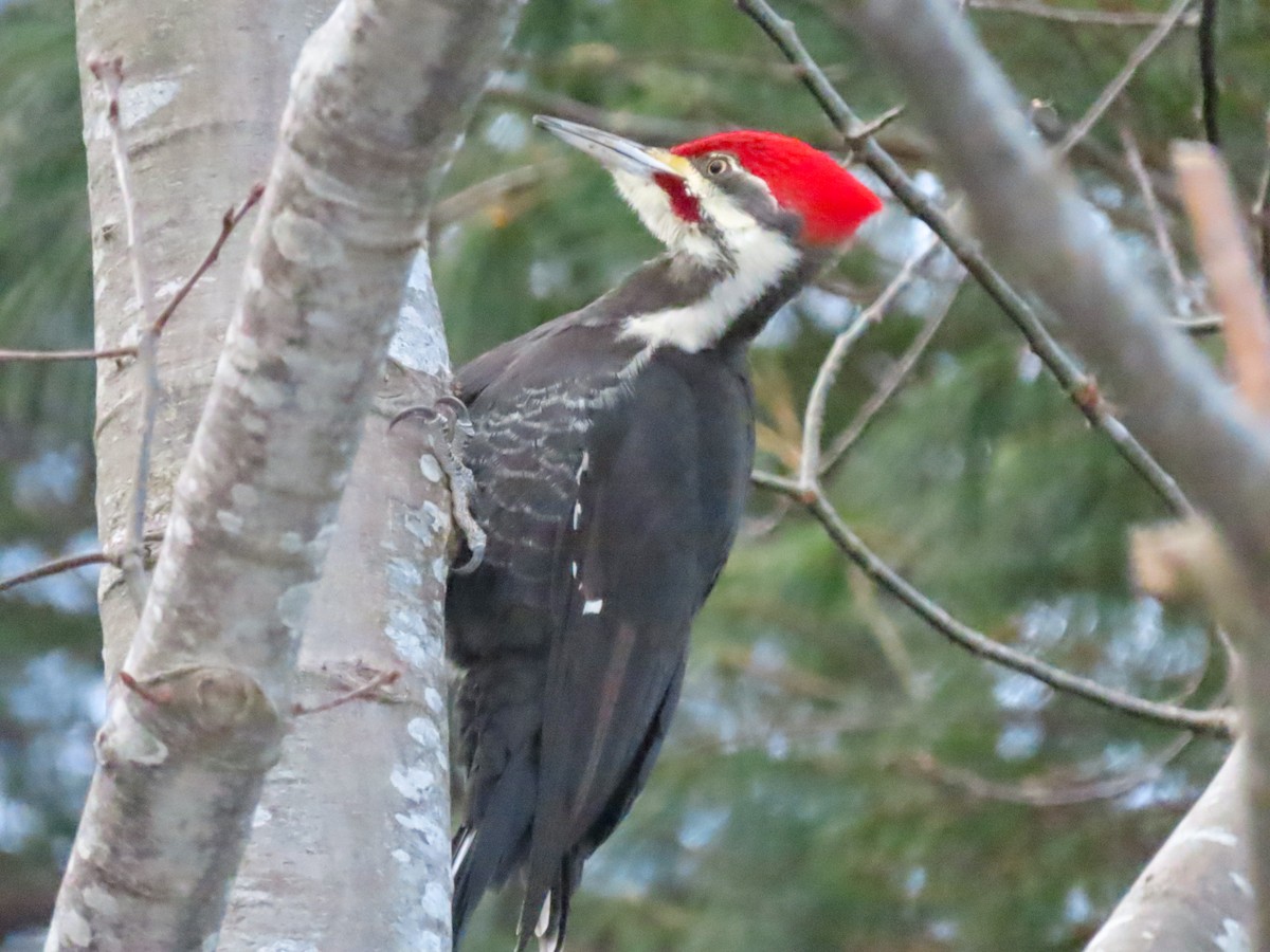 Pileated Woodpecker - ML613973050