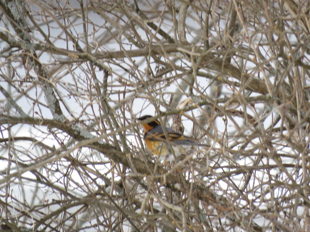 Varied Thrush - ML613973059