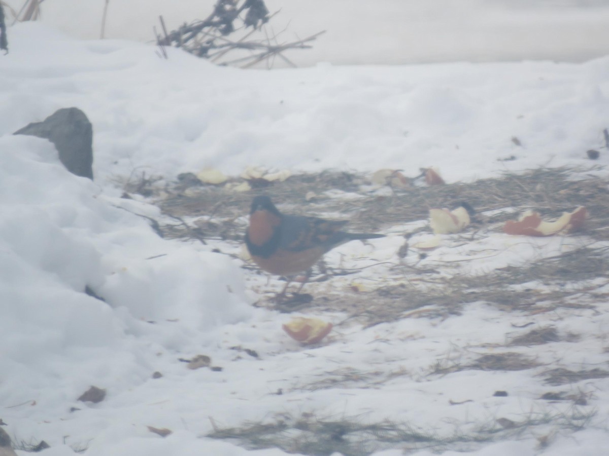 Varied Thrush - ML613973060