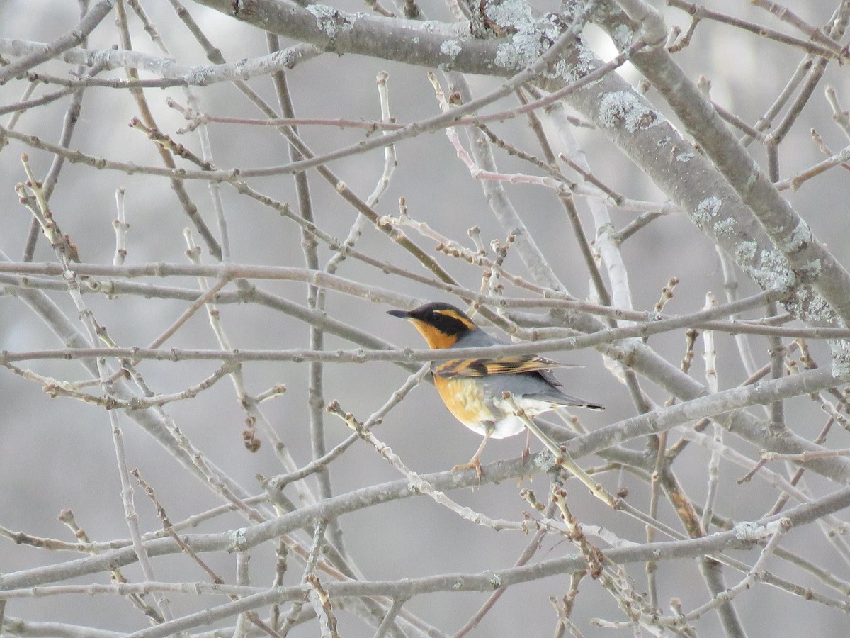 Varied Thrush - ML613973061