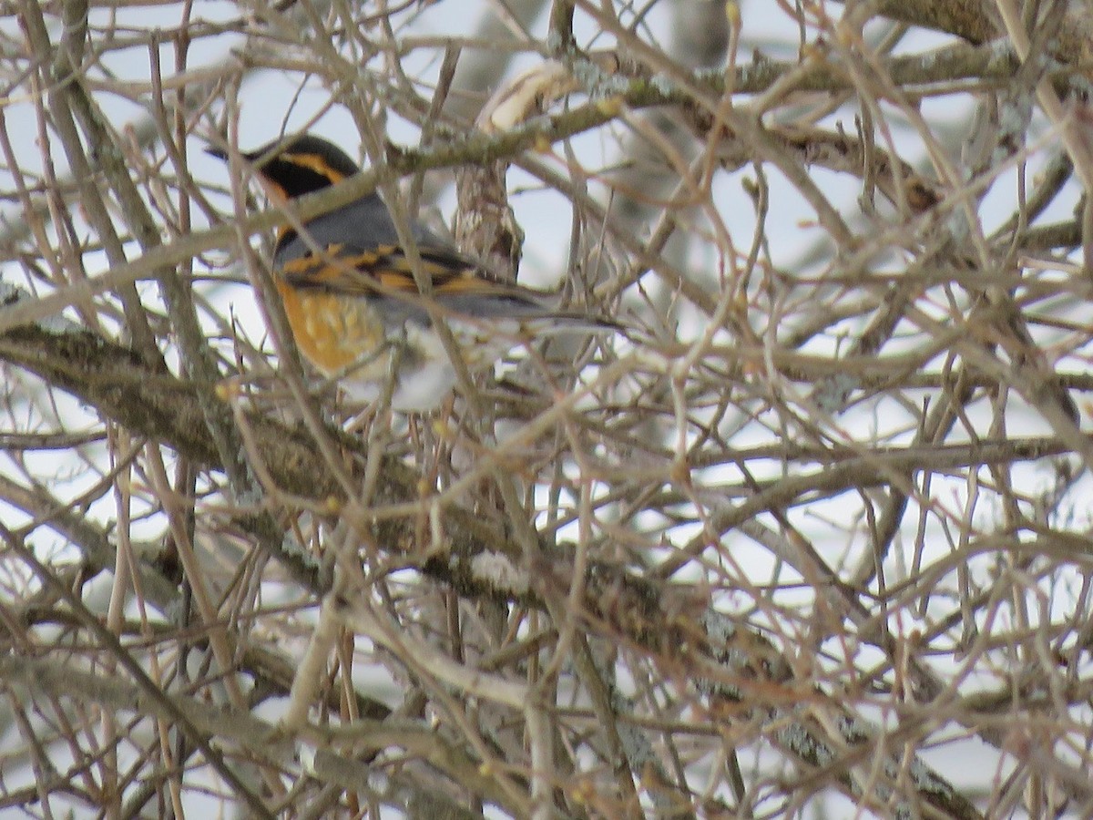 Varied Thrush - ML613973063