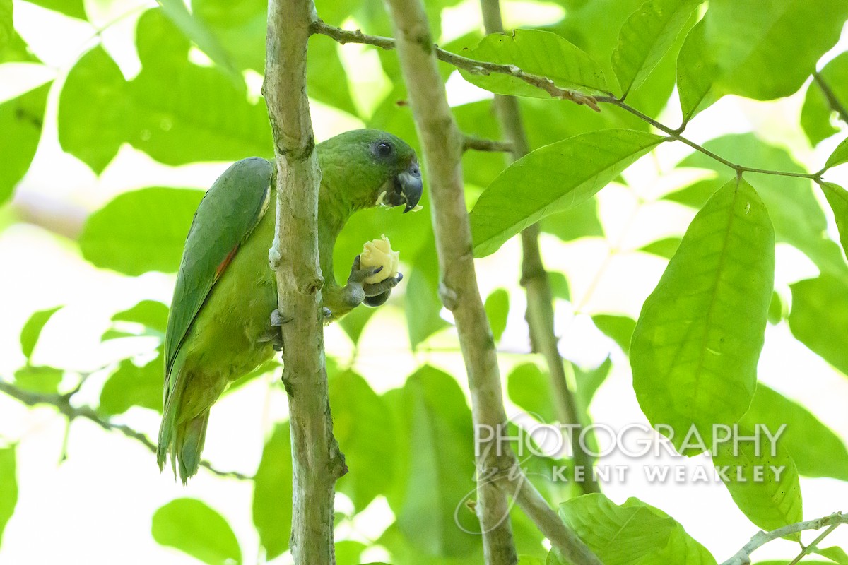 Black-billed Parrot - Kent Weakley