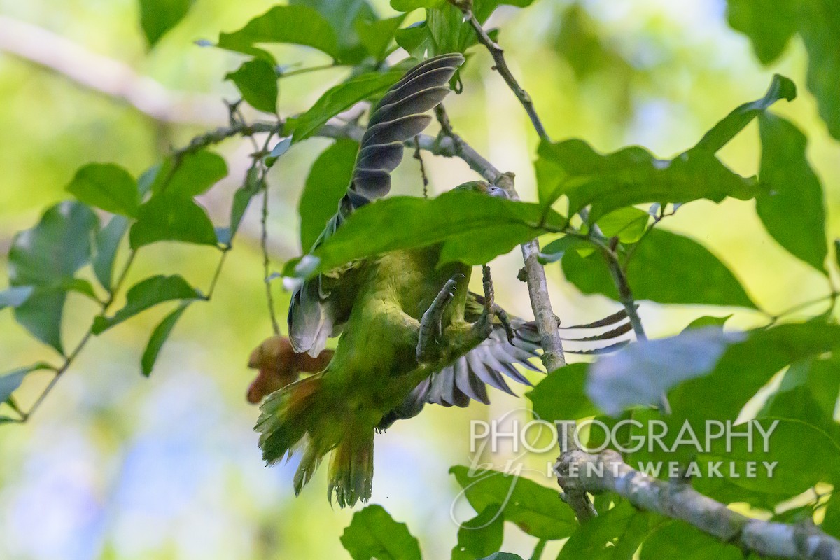 Black-billed Parrot - ML613973088