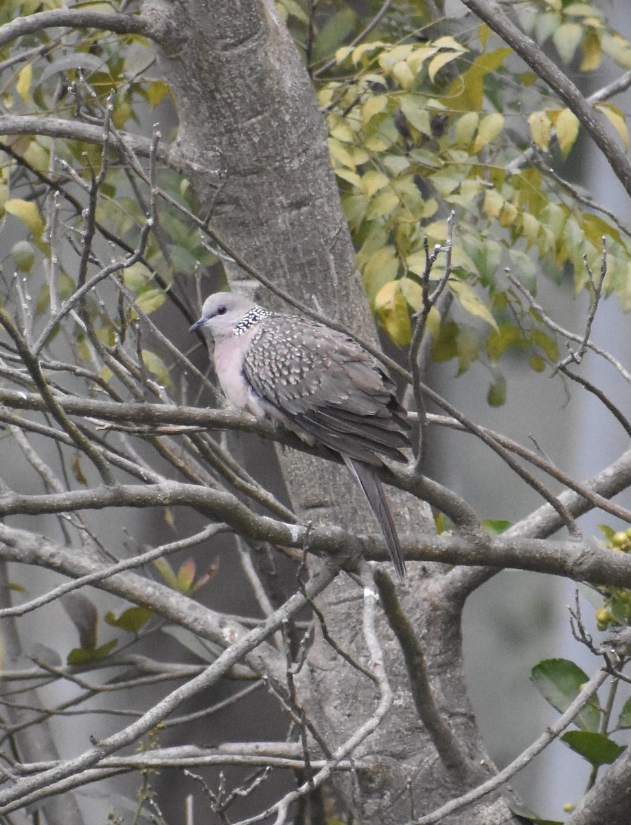 Spotted Dove - ML613973118