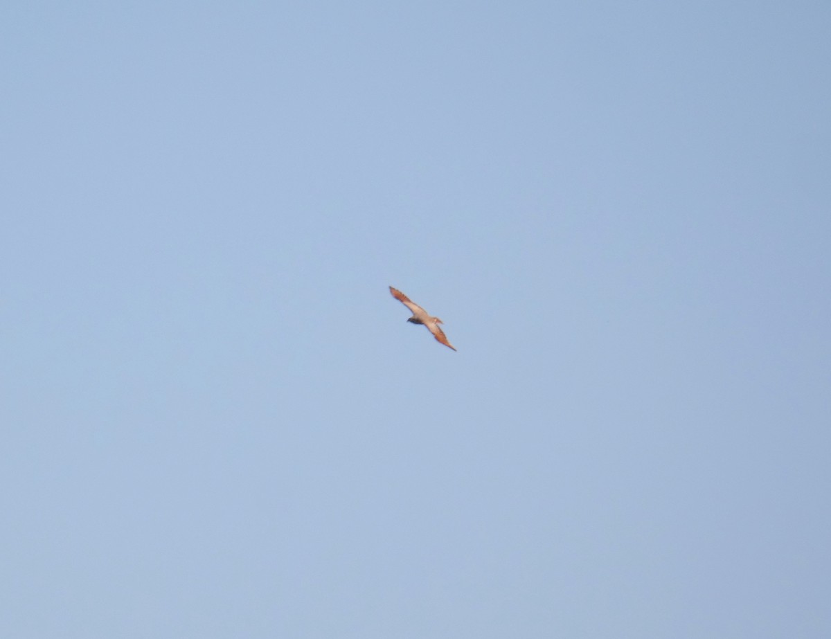Rufous-winged Buzzard - ML613973154