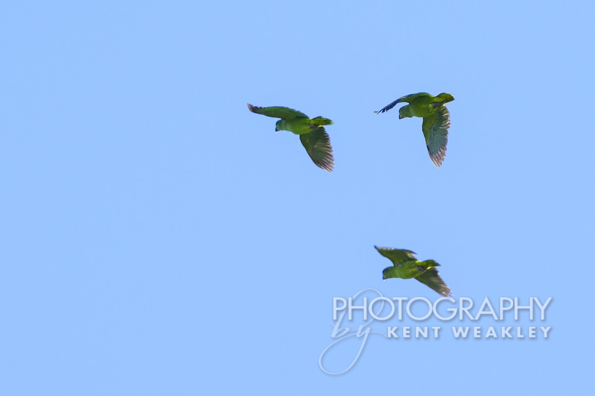 Black-billed Parrot - ML613973193