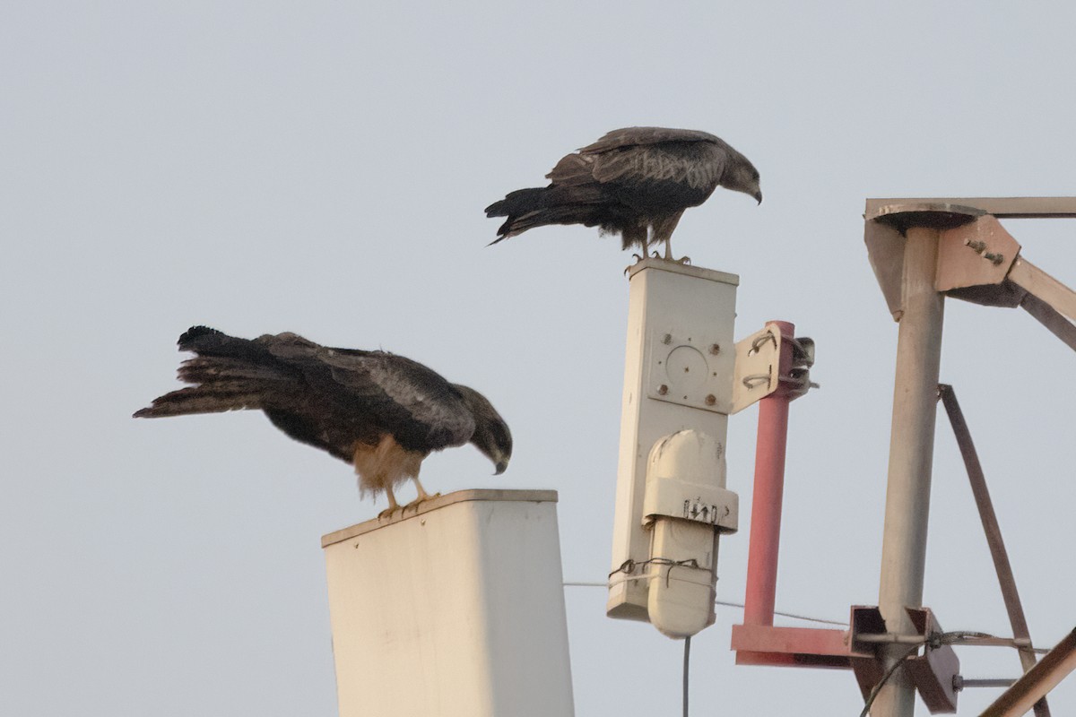 Black Kite - Ravi Jesudas