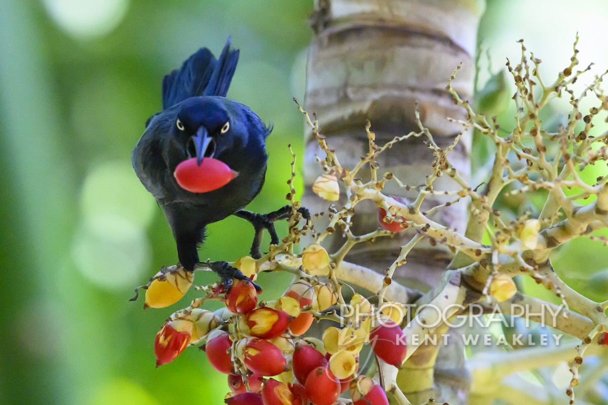 Greater Antillean Grackle - ML613973233