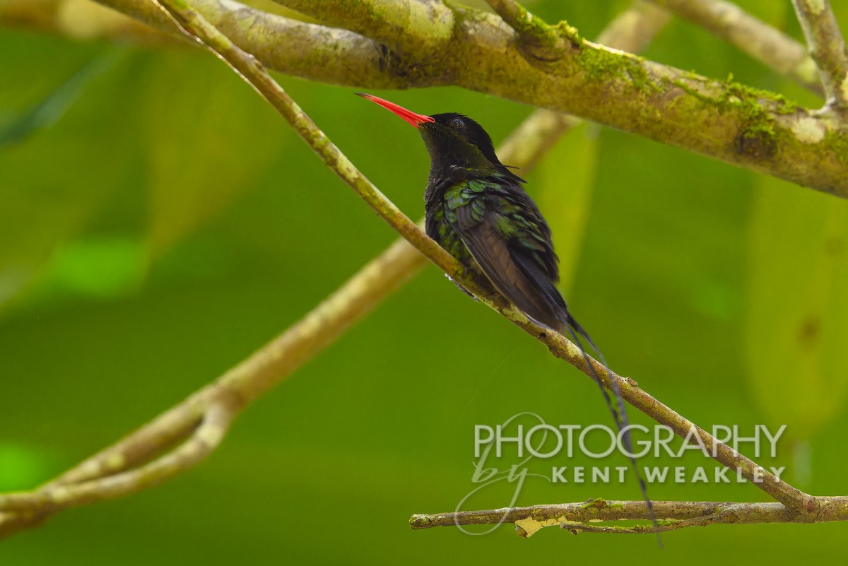 Red-billed Streamertail - Kent Weakley