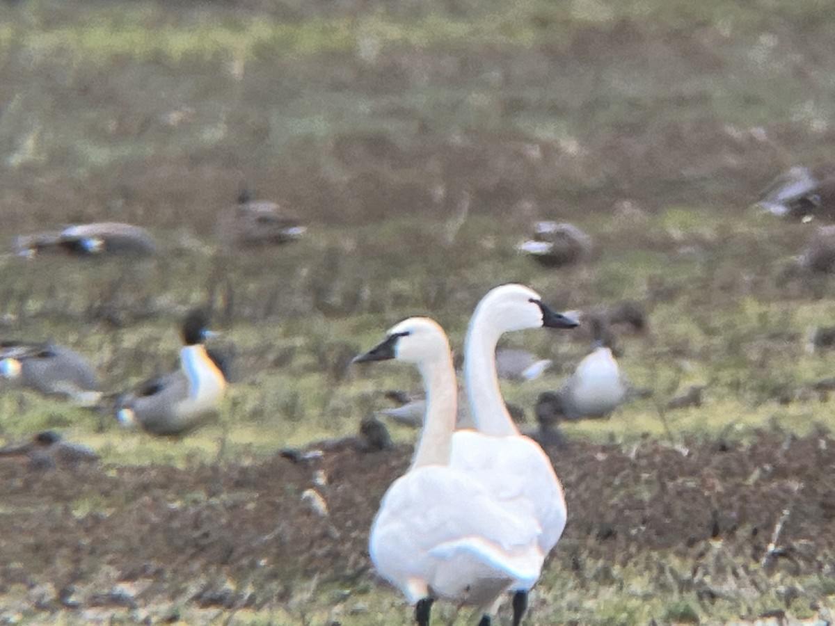 Tundra Swan - ML613973276