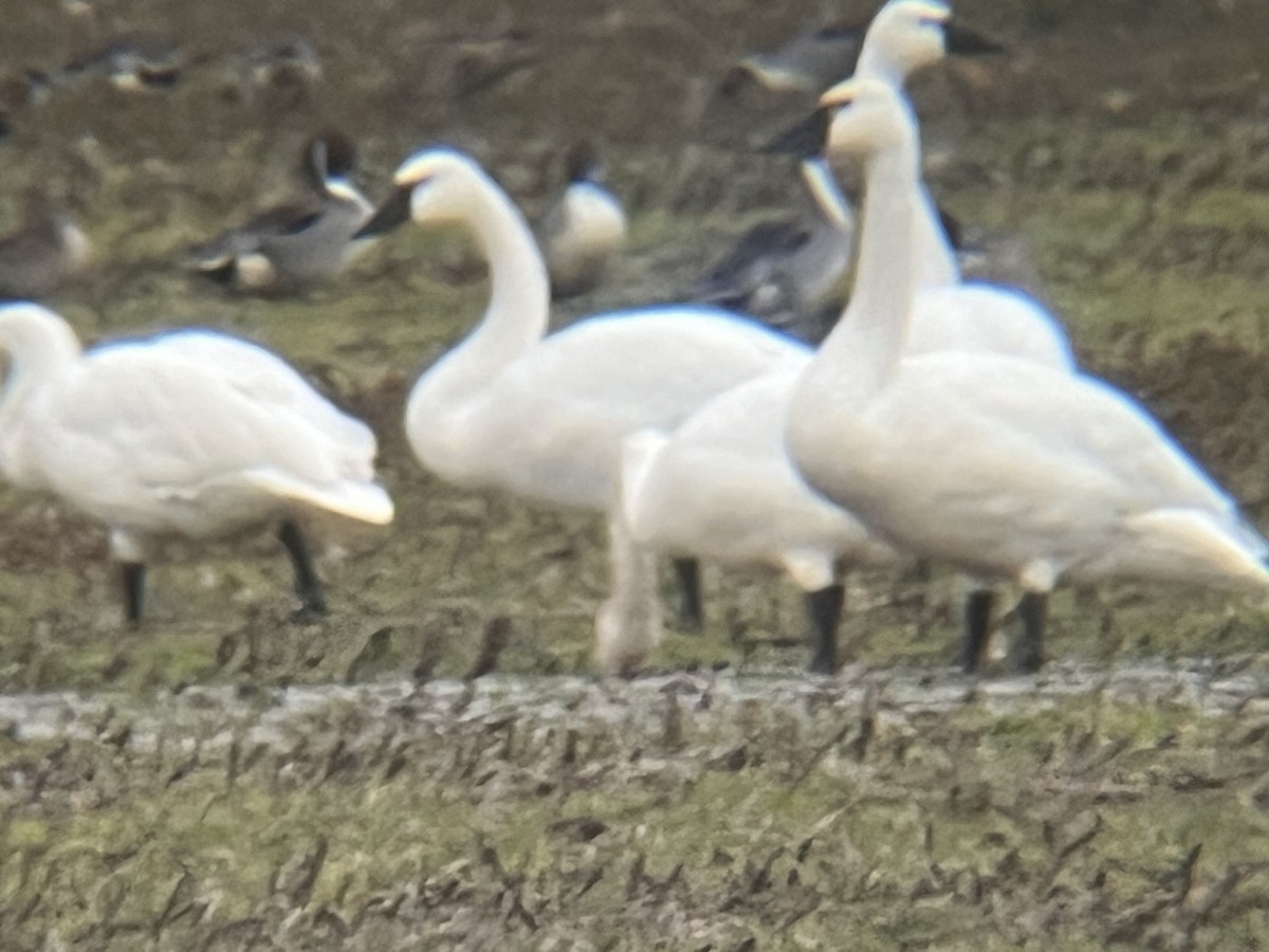Tundra Swan - ML613973277