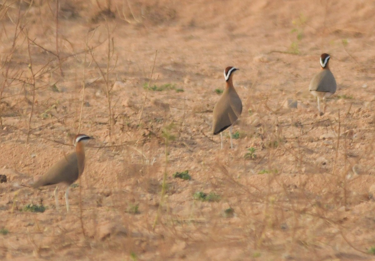 Indian Courser - ML613973286