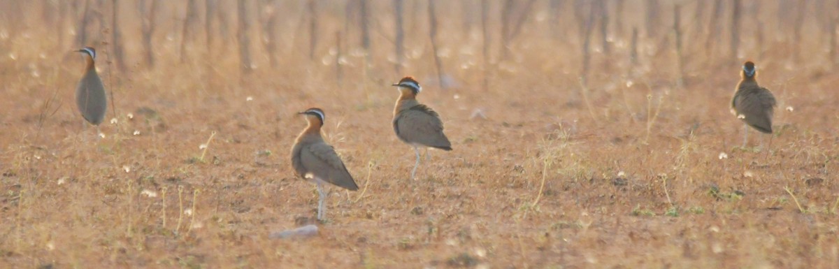 Indian Courser - ML613973287