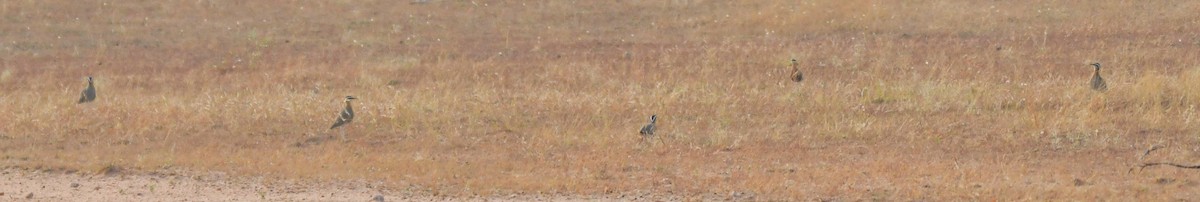 Indian Courser - ML613973288