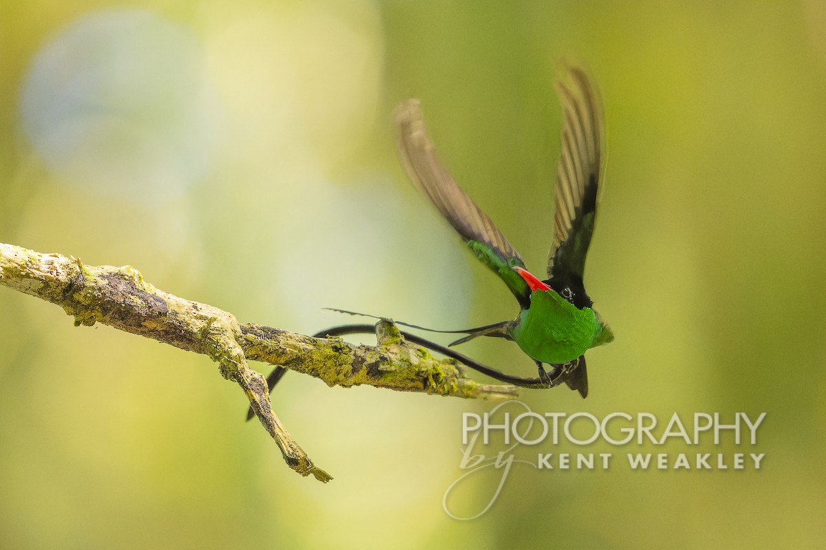 kolibřík červenozobý - ML613973298