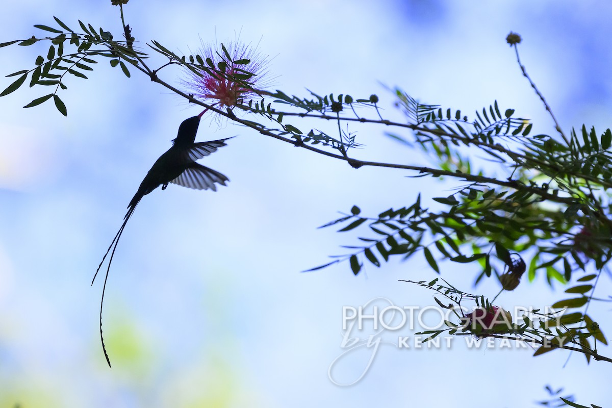 kolibřík červenozobý - ML613973306