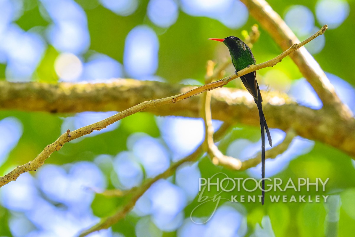 Red-billed Streamertail - Kent Weakley