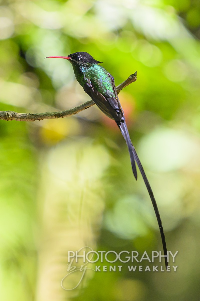 Colibrí Portacintas (piquirrojo) - ML613973310