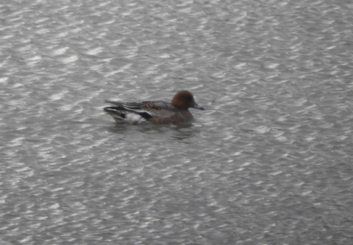 Eurasian Wigeon - Miroslav Mareš