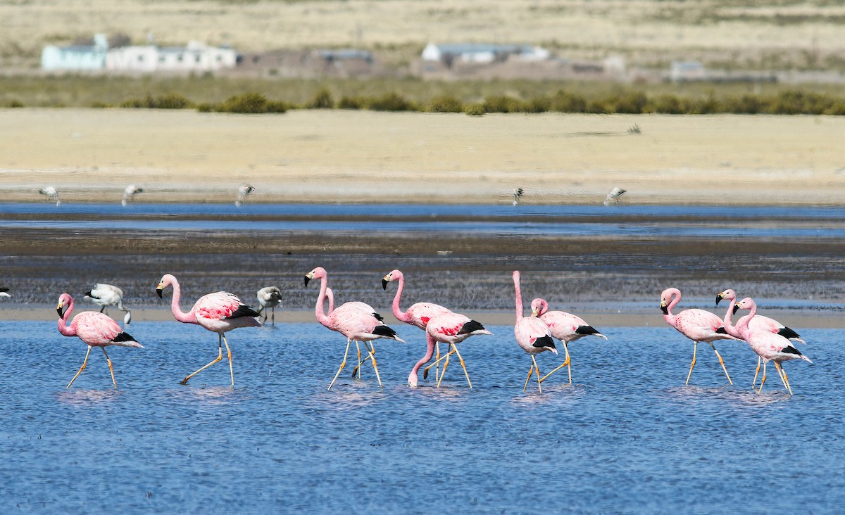 Andean Flamingo - Per Smith