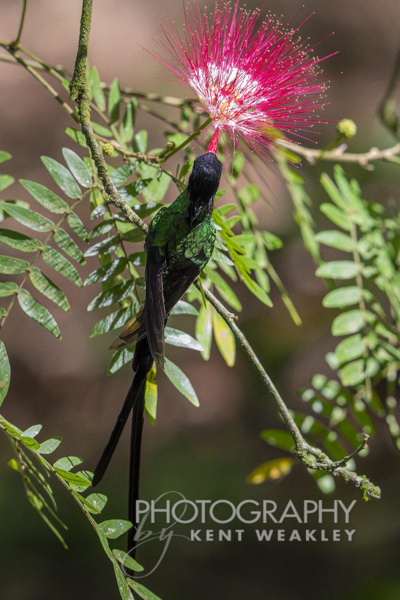 Red-billed Streamertail - ML613973378