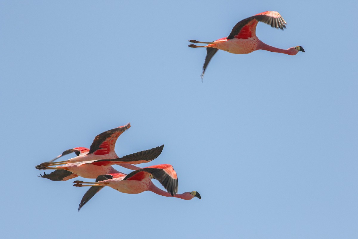 Andean Flamingo - Per Smith