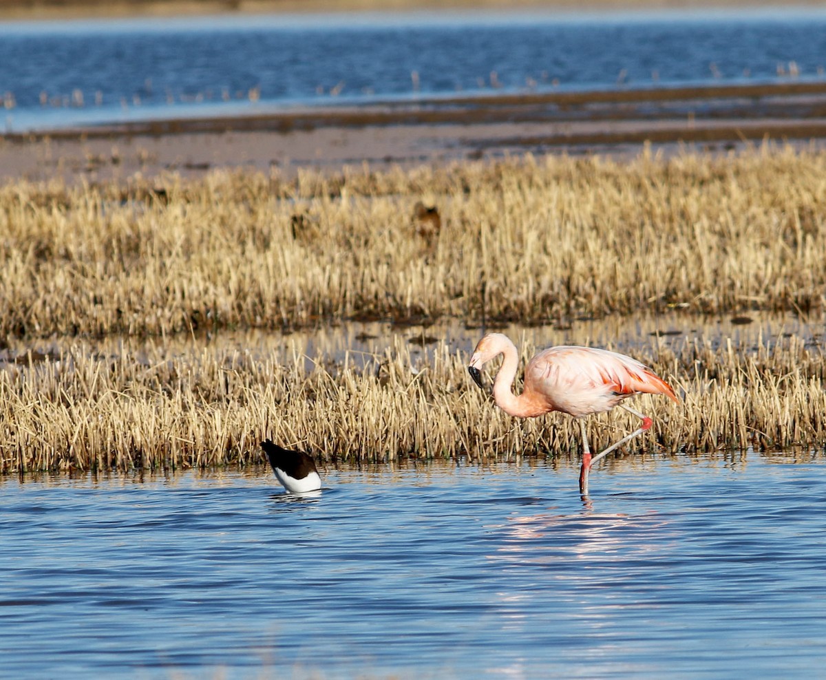 Chilean Flamingo - Per Smith