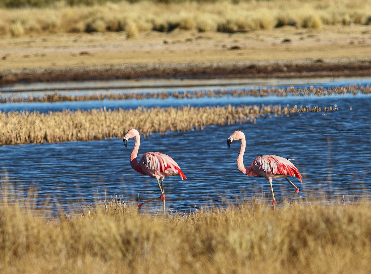 פלמינגו צ'יליאני - ML613973404