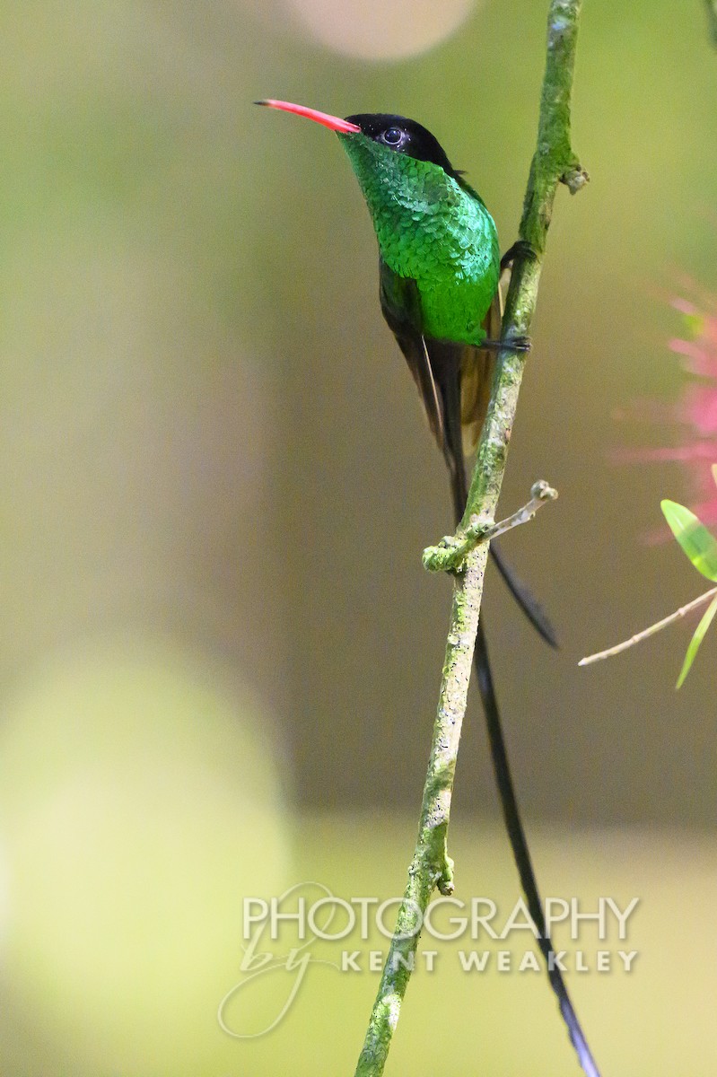 kolibřík červenozobý - ML613973432