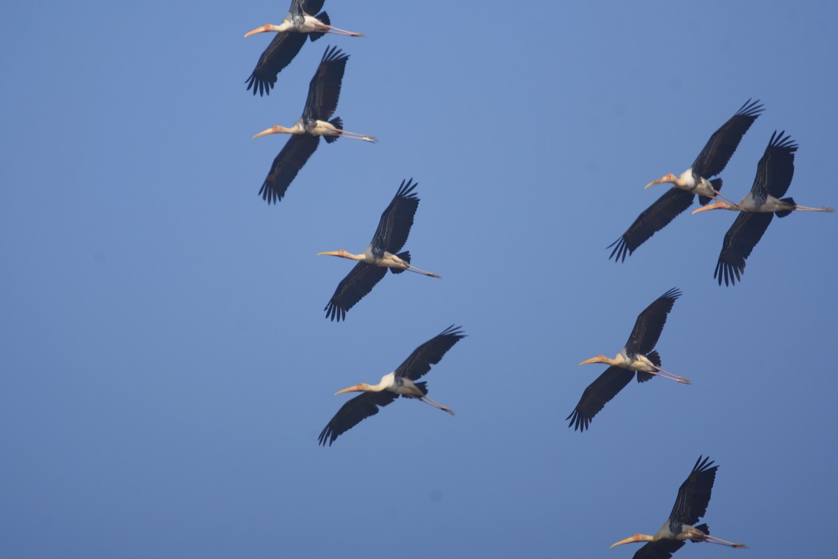 Painted Stork - Sujata Phadke