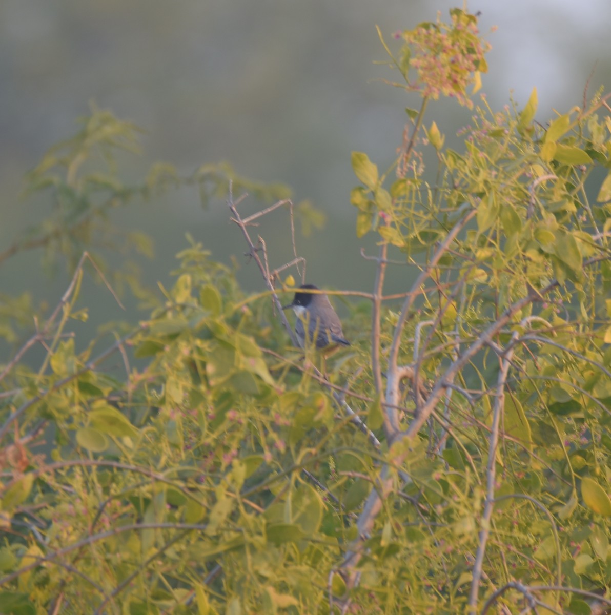 Eastern Orphean Warbler - ML613973446