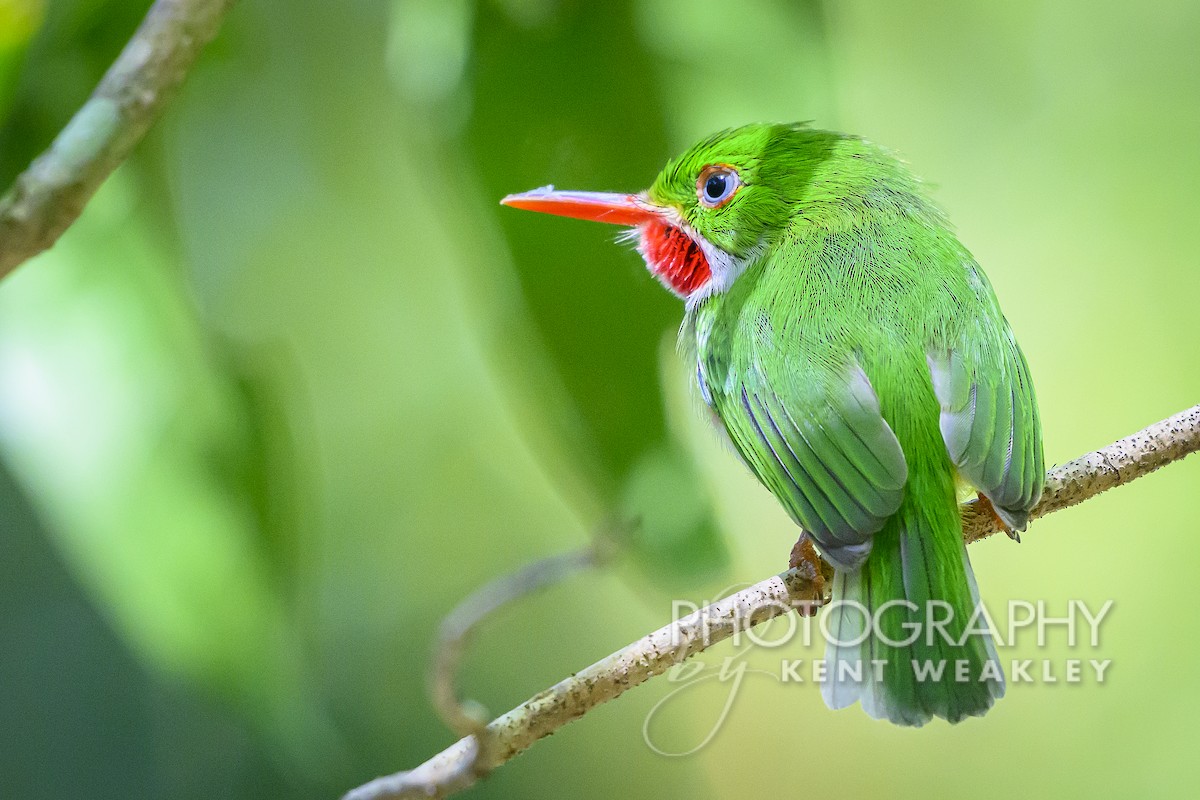 Jamaican Tody - Kent Weakley