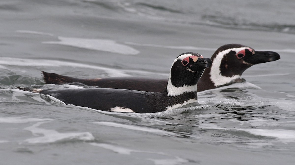 Pingüino Magallánico - ML613973492