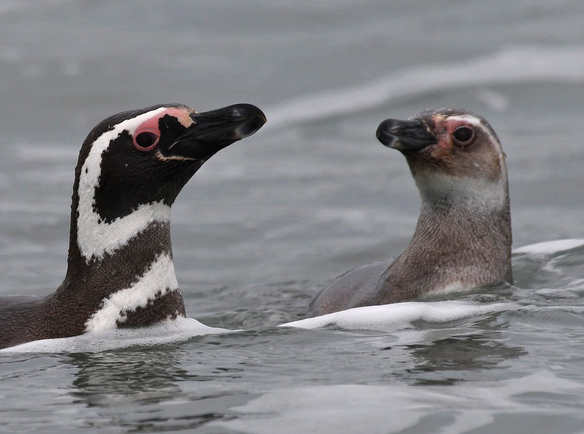 Pingüino Magallánico - ML613973493