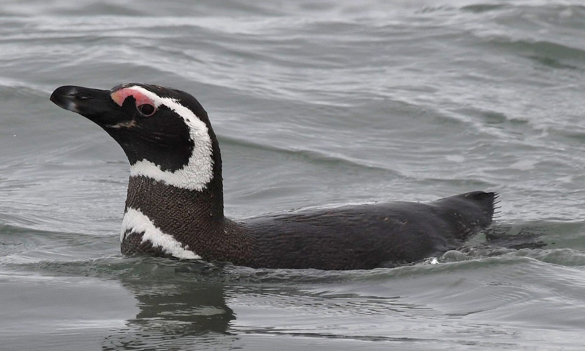 Pingüino Magallánico - ML613973494