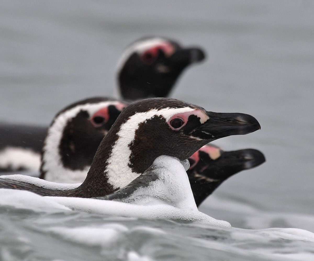 Magellanic Penguin - Ricardo  Matus