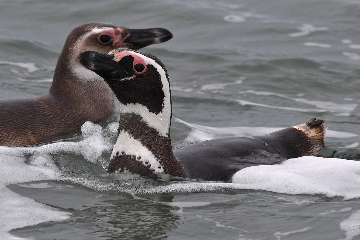 Pingüino Magallánico - ML613973496