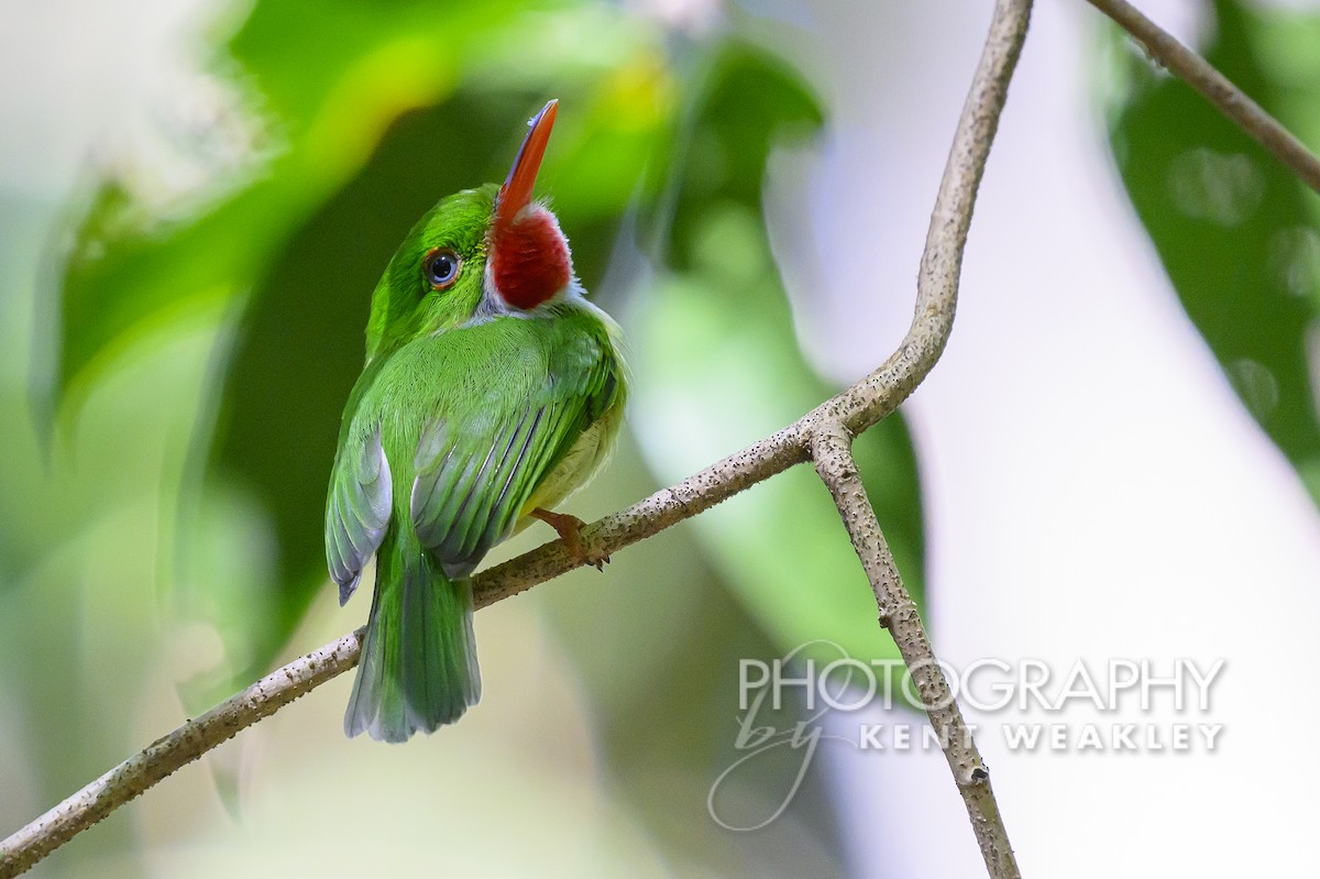 Jamaican Tody - Kent Weakley