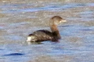 Pied-billed Grebe - Dan Rottino