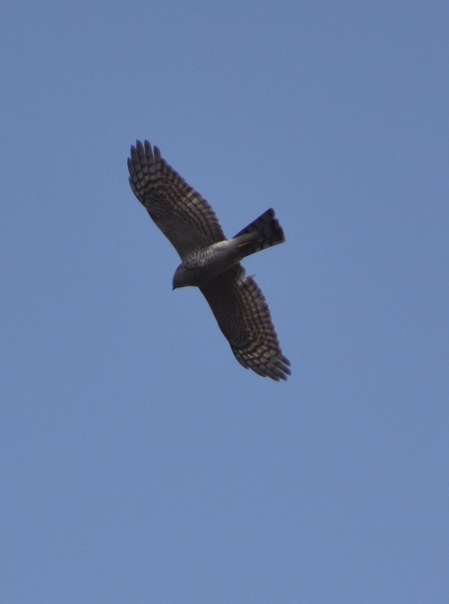 Eurasian Sparrowhawk - ML613973614