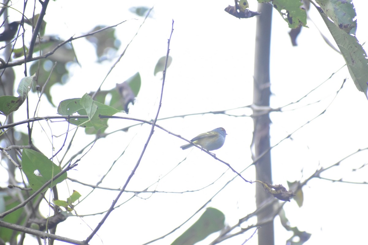 Chestnut-crowned Warbler - ML613973636