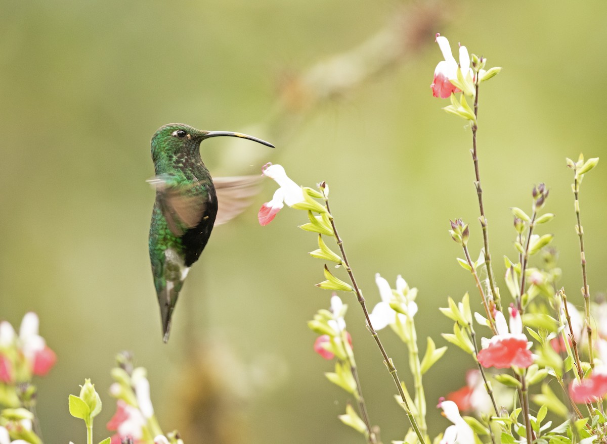 kolibřík aksamitový - ML613973638