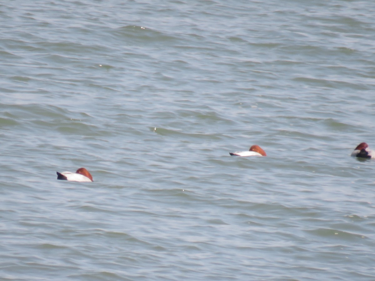 Common Pochard - ML613973713