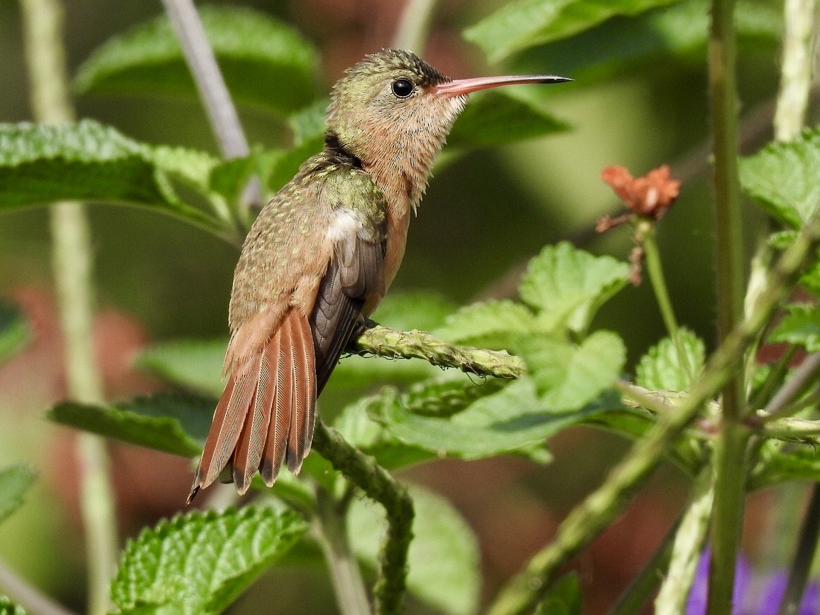 Cinnamon Hummingbird - ML613973769