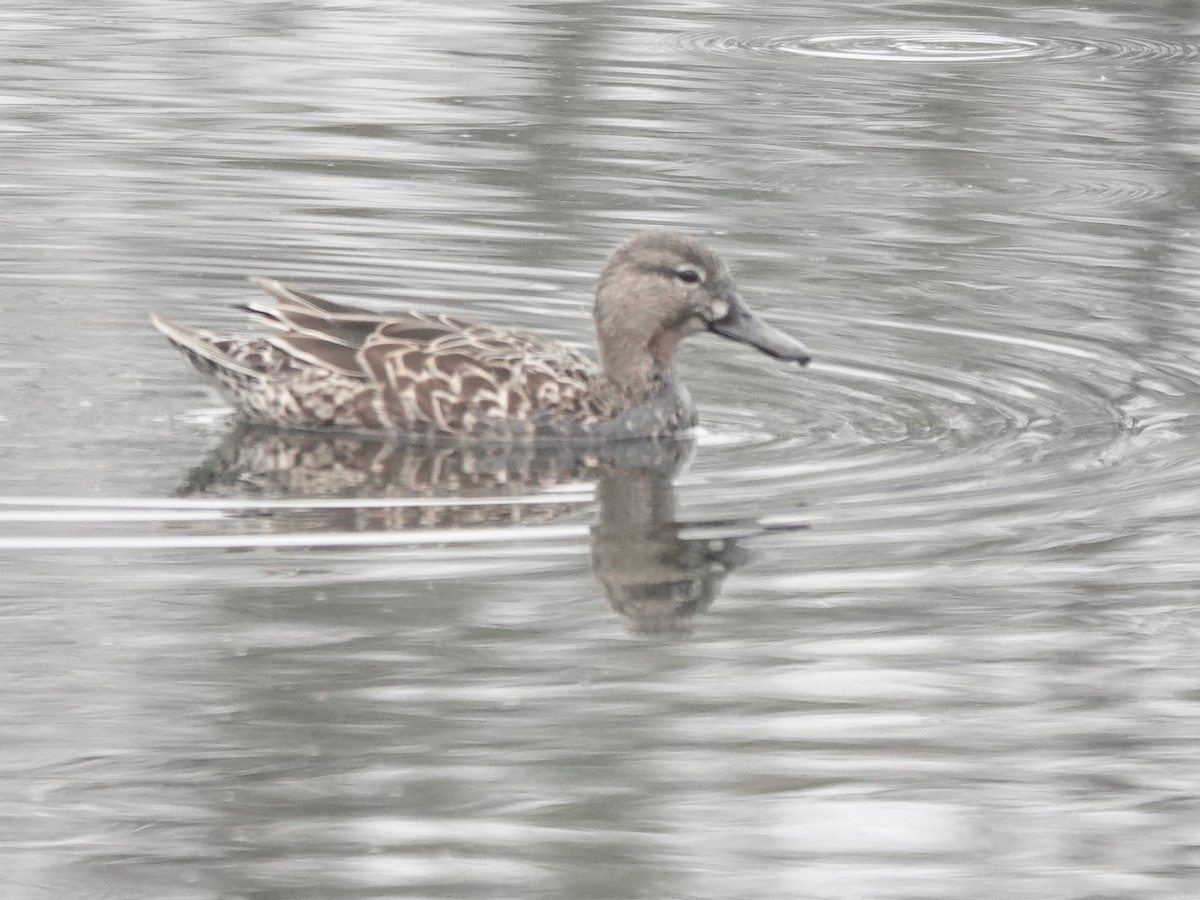 Blue-winged Teal - ML613973831